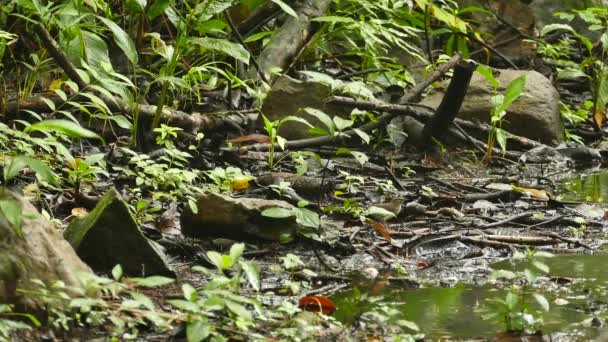 Río Orilla Pájaro Caminando Mientras Oscila Cuerpo Cola — Vídeo de stock