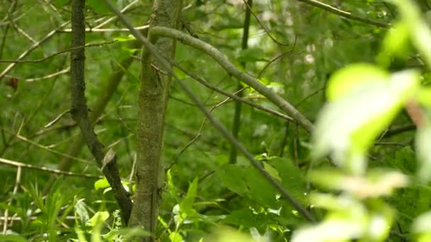 枝に飛び乗ることによって現れるかなり喪に服するウグイスの春鳥 — ストック動画