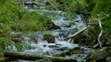 Ilımlı suyla dolu bir orman nehri. Kırık dallarla dolu kayaların arasından akıyor.