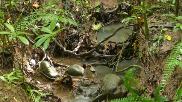 Kippschuss Eines Kleinen Dschungel Wasserstroms Der Durch Äste Fließt — Stockvideo