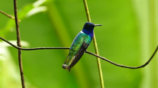 Wunderschön Gefärbte Kolibri Auf Grünem Bokeh Hintergrund — Stockvideo