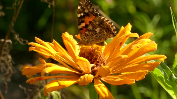 Motýl krmení v květině s vysokým kontrastem v přímém slunečním světle