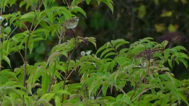 Bruant Nourrissant Sommet Une Plante Avant Décoller Voler Vers Une — Video