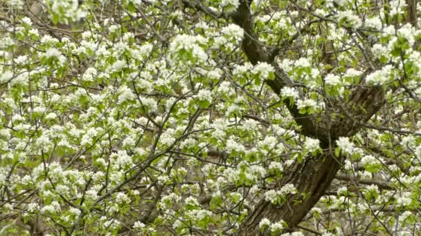 Vrouwelijke Connecticut Warbler Een Boom Bloem Tijdens Het Voorjaarsbroedseizoen — Stockvideo