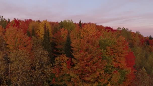 Schöne Baumkrone Bei Sonnenaufgang Mit Schönem Himmel Drohne Gesehen — Stockvideo