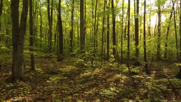 Vreedzaam Natuurlijk Bos Canada Bekeken Door Drone Vliegend Door Het — Stockvideo