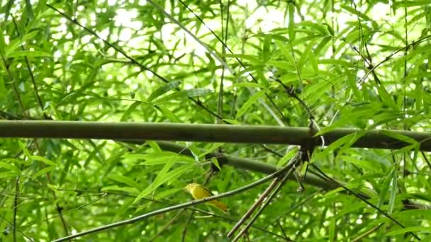 Snabb Liten Gul Fågel Hopping Bambu Träd — Stockvideo