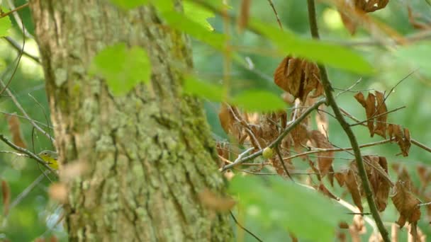 Μικρό Γρήγορο Πουλί Warbler Εμφανίζεται Πίσω Από Κορμό Δέντρου Πριν — Αρχείο Βίντεο