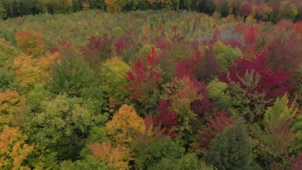 Ohromující Barevný Displej Vytvořený Změnou Sezóny Podzim Severní Americe — Stock video