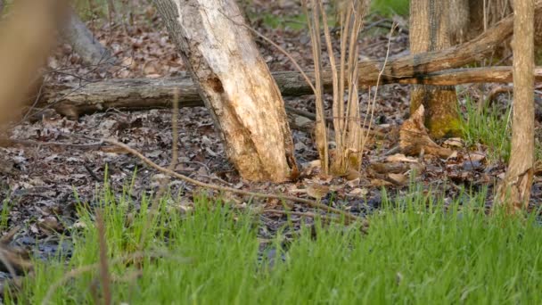 Zones Humides Printanières Avec Herbe Verte Fraîche Croissance Moineaux Quête — Video