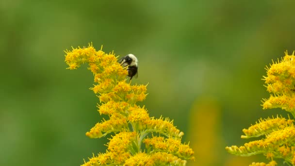 Abeja Carpintero Alimentándose Sobre Una Ramita Color Amarillo Brillante Sobre — Vídeos de Stock