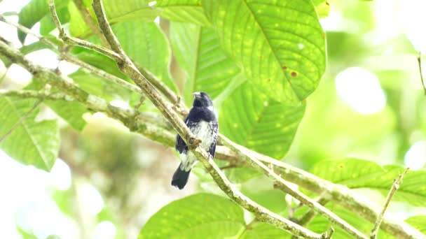 Pequeño Pájaro Blanco Negro Iluminado Panamá — Vídeos de Stock