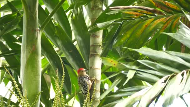 Pájaro Carpintero Posado Árbol Tropical Con Viento Ligero Mirando Alrededor — Vídeos de Stock