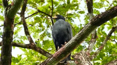 Genel Kara Şahin, çevreyi analiz ederek başını çeviriyor.