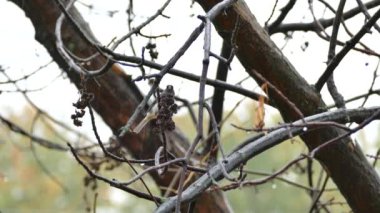 Sonbaharda yağmurda kurumuş bir ağaç çiçeğini besleyen kara gözlü junco.