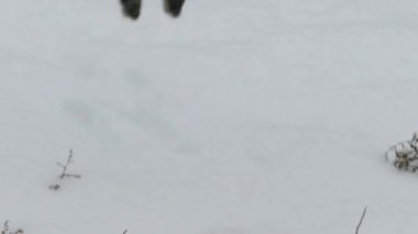 Kızıl Tilki 'nin saklanan avını yakalamak için kara dalışını yakından izliyoruz.