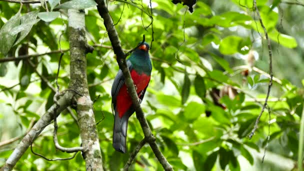 Sorprendente Pájaro Rojo Verde Posado Rama — Vídeo de stock