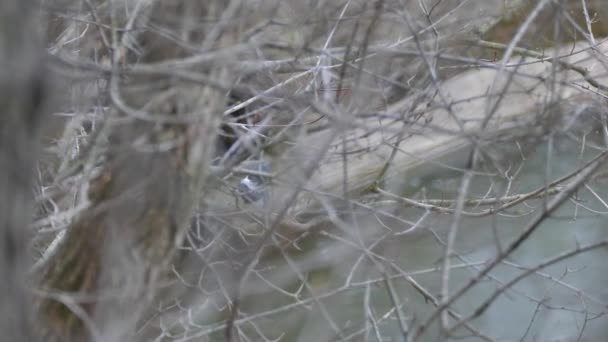 繁茂的无叶林地 蓝色翠鸟躲在河边 — 图库视频影像