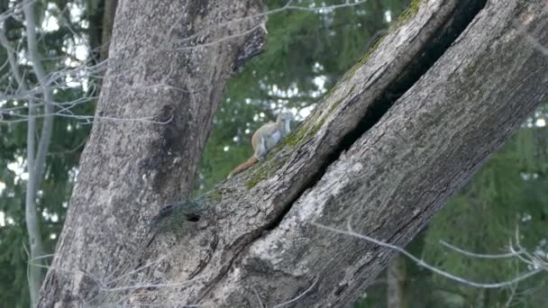 Extraño Juguetón Despliegue Afecto Entre Dos Ardillas Sobre Gran Árbol — Vídeos de Stock