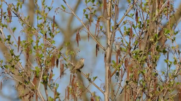 Vireo Pták Docela Měkkém Slunečním Světle Během Jarní Migrace Severní — Stock video