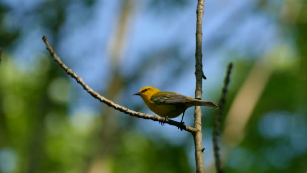 Warbler Asa Azul Macro Tiro Vocaliza Fundo Céu Azul Claro — Vídeo de Stock