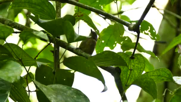 Mały Ptaszek Skaczący Dolnej Gałęzi Górnej — Wideo stockowe