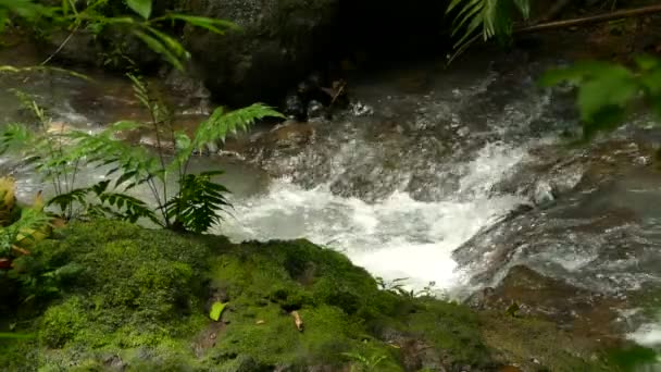 Rocky Stream Strand Täckt Djungel Mossa Med Ljus Långsamt Förändras — Stockvideo