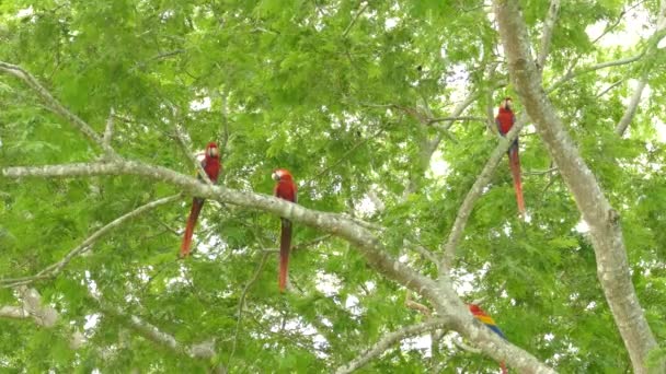 Wild Scen Scarlet Macaws Ett Träd Med Två Flyger Förgrunden — Stockvideo
