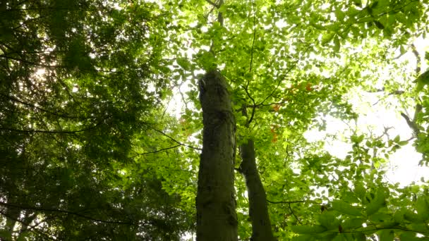Wide View Dead Tree Trunk Woodpecker Bird Atop Canada — стокове відео