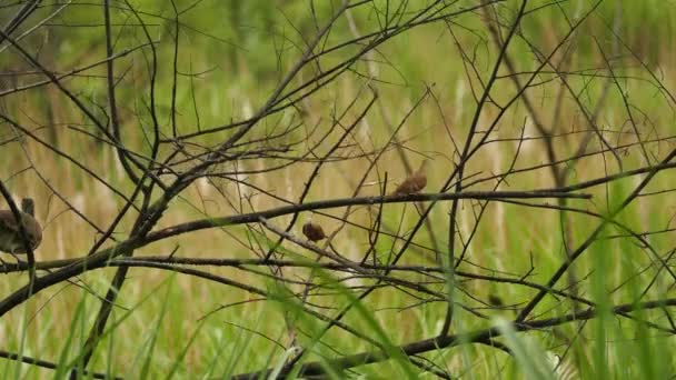 Large Chachalaca Landing Tree Already Occupied Doves — 图库视频影像