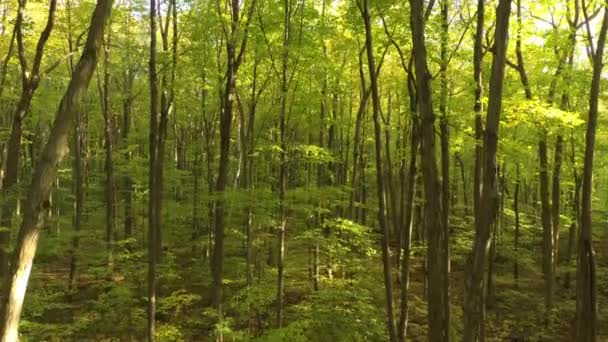 Drone s'élevant vers le couvert forestier tout en volant vers le haut dans une jolie forêt 