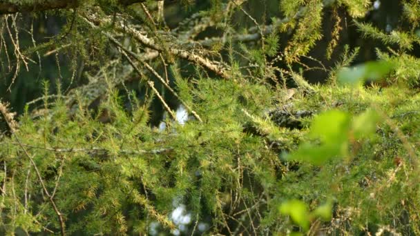 Burung Kuning Berpantat Warbler Melompat Sedikit Sambil Bergerak Sepanjang Cabang — Stok Video