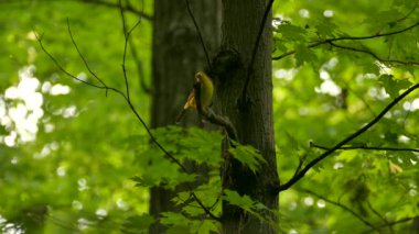 Kadın kırmızı tangacı ormandan gelen seslere dikkat eder.