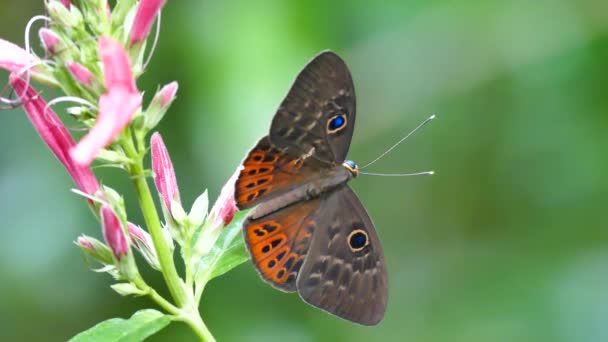 Mariposa Mueve Encaramado Flor Rosa — Vídeo de stock