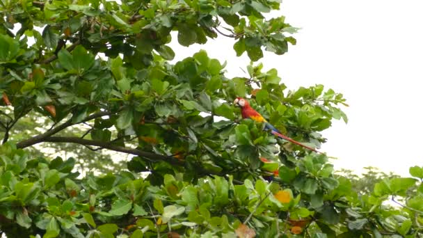 Förlängt Minut Sekvens Scarlet Macaw Utfodring Och Födosök — Stockvideo