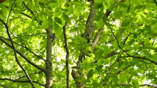 Волохаті Або Пухнасті Дятли Роблять Дивний Гучний Звук Сонячному Лісі — стокове відео
