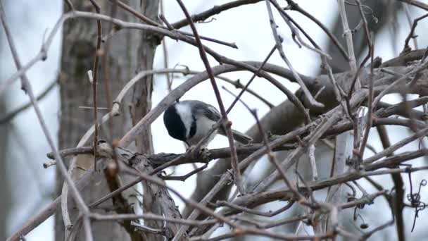 Nah Und Mittelansicht Eines Hühnervogels Der Beim Fressen Raupen Hält — Stockvideo