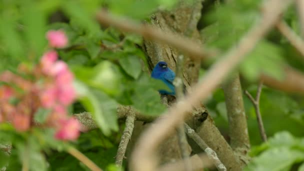 Bruant indigo oiseau bleu perché à l'intérieur d'un arbre avec une fleur rose floue 