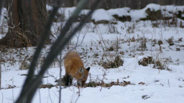 Canadese Winter Landschap Met Vos Snuiven Grond Met Zijn Muilkorf — Stockvideo