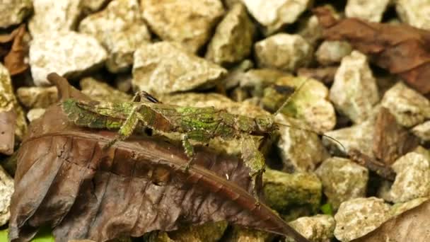 Large Green Insect Legs Looking Leaves Panama — Stock Video