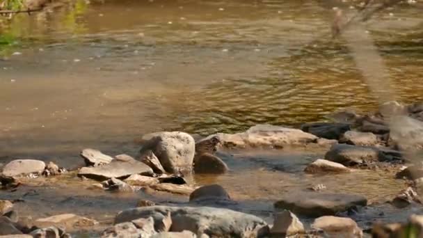 Gorrión Saltando Alrededor Orilla Del Río Mientras Pisa Aguas Muy — Vídeo de stock