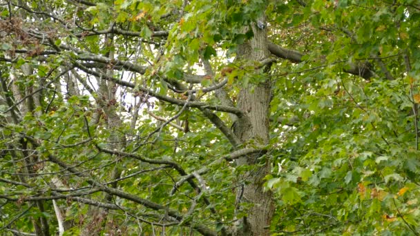 森の中の白い胸肉は垂直方向の木の幹に躊躇している — ストック動画