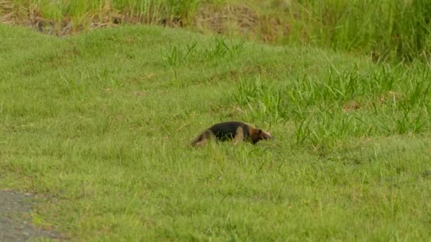 Northern Tamandua Crossing Field Distance Low Ground — Stock Video