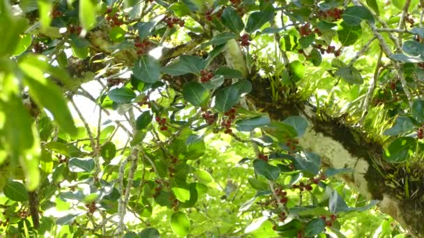 Extraño Árbol Aspecto Tropical Con Crecimientos Excesivos Aves Volando Dentro — Vídeo de stock