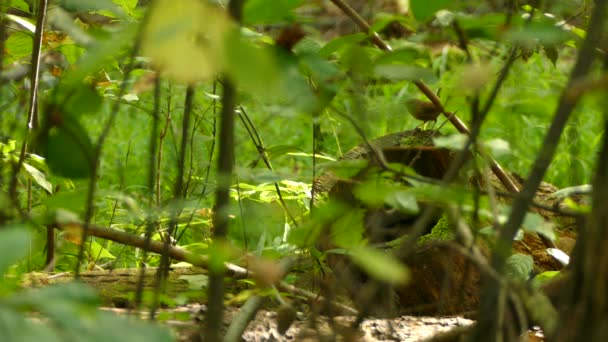 그대로 숲에서 지대에서 사냥하는 굴뚝새 — 비디오