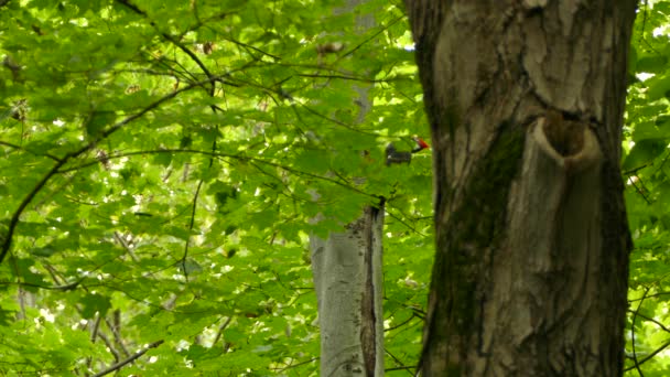 Частично Скрытый Свайный Дятел Толстыми Зелеными Листьями Клена — стоковое видео