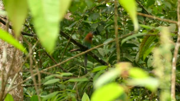 Uccello Motmot Esotico Inghiottire Resto Una Grande Preda Mentre Arroccato — Video Stock