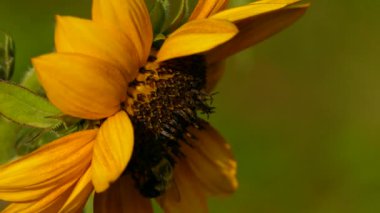 Kelebekler ve yaban arıları aynı çiçekten besleniyor.