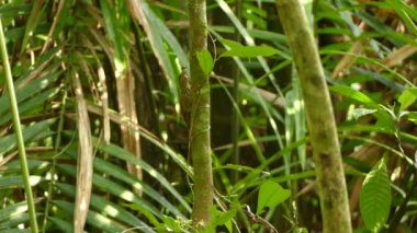 Ağacı yutmadan önce ağaçta küçük bir avı ezen sürüngen.