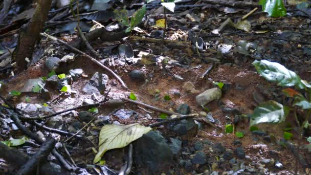 Ants Walking Leaves Back Piercing Sun — Stock video